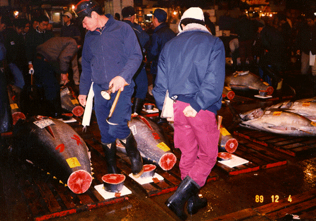 Tuna Farming - Tsukiji Market Bluefin Tuna